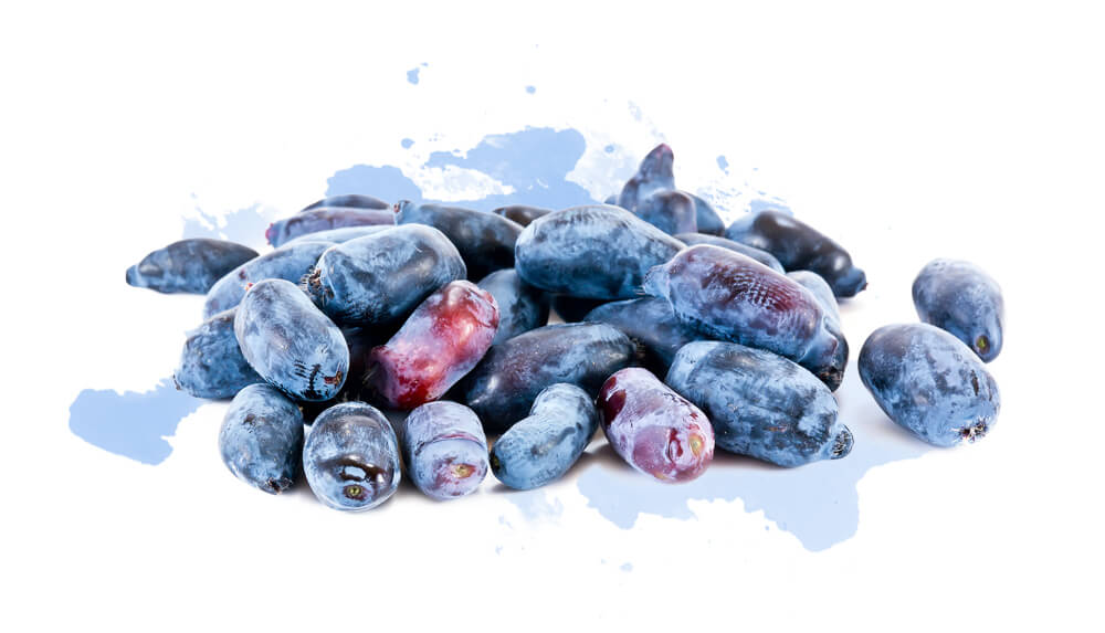 La camerise, petit fruit de la longévité!