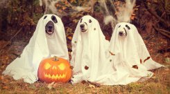 La citrouille, plus qu’une décoration d’Halloween